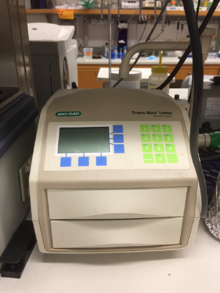 Кэрри Мунмен порно видео Жалаңаш балапандардың суреттері киска